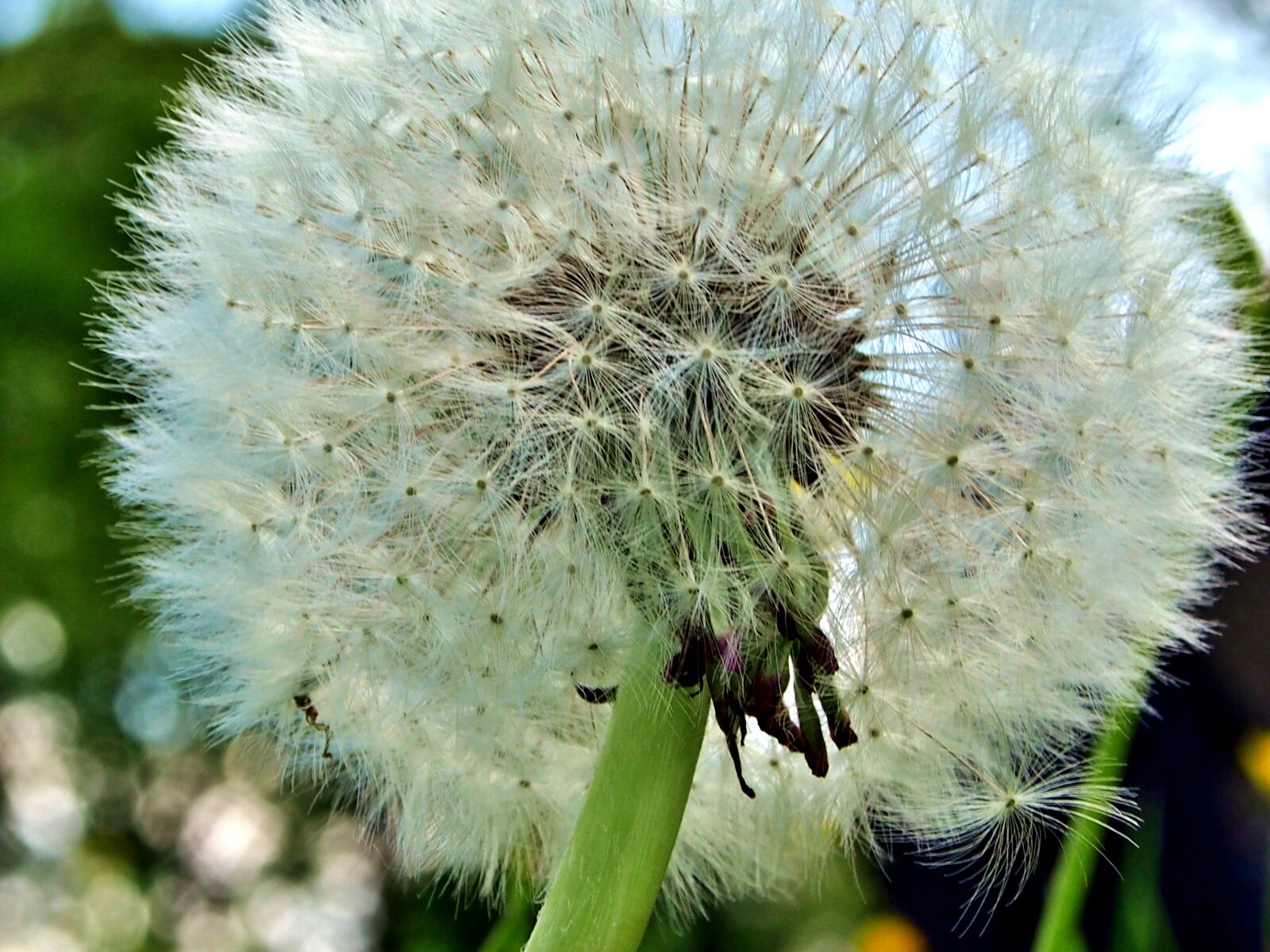 Olympus OM-D E-M5 sample photo. Dandelion, plant, nature photography
