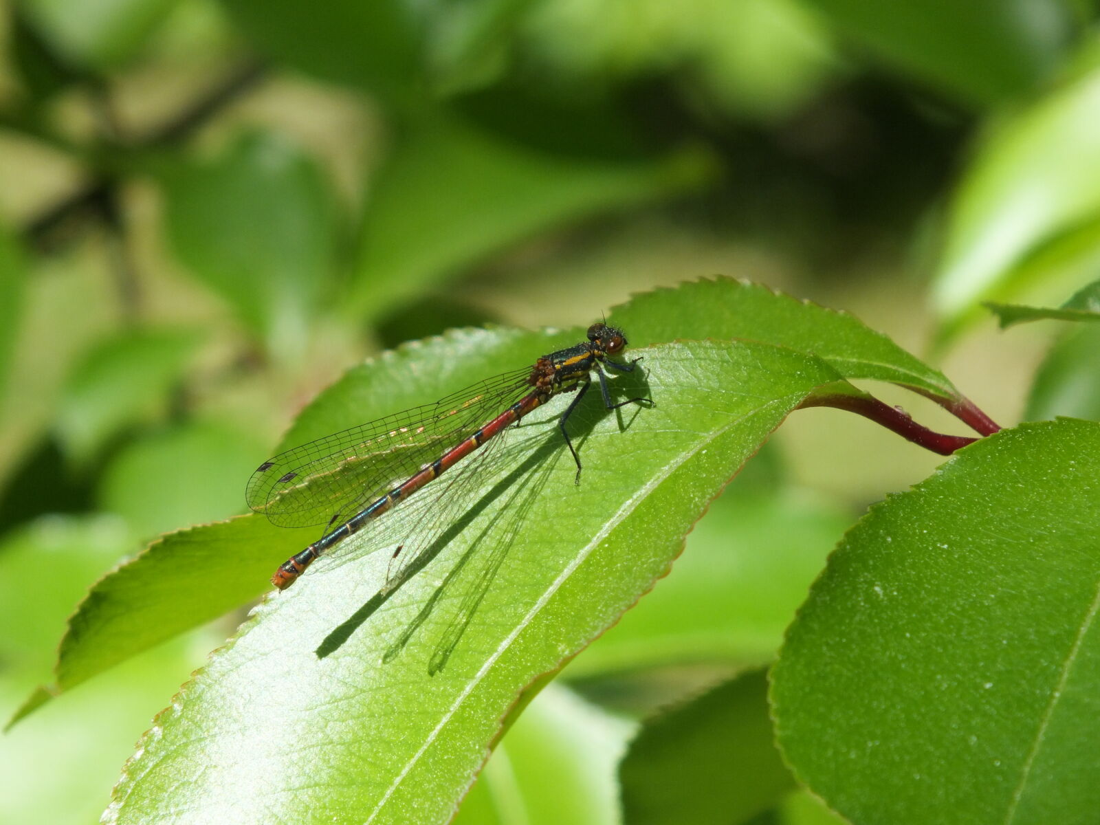 Fujifilm FinePix HS30EXR sample photo. Dragonfly, nature, plant photography