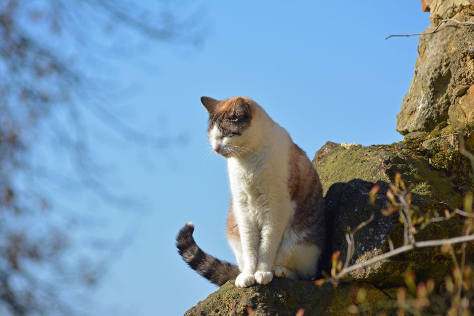 Nikon D5200 sample photo. Feline, cat, cat eyes photography