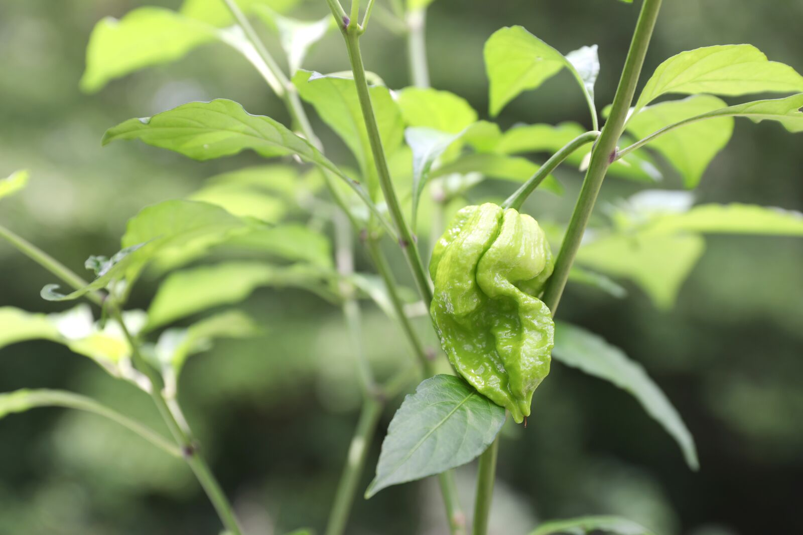 Canon EOS 5D Mark IV sample photo. Hottest, pepper, vegetable photography