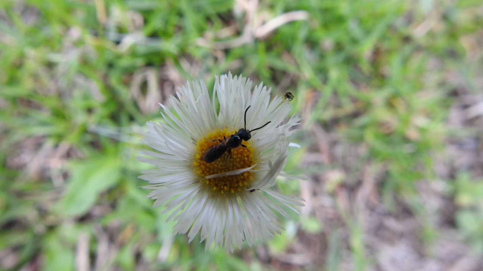 Nikon Coolpix P900 sample photo. Flower, insect, grass photography