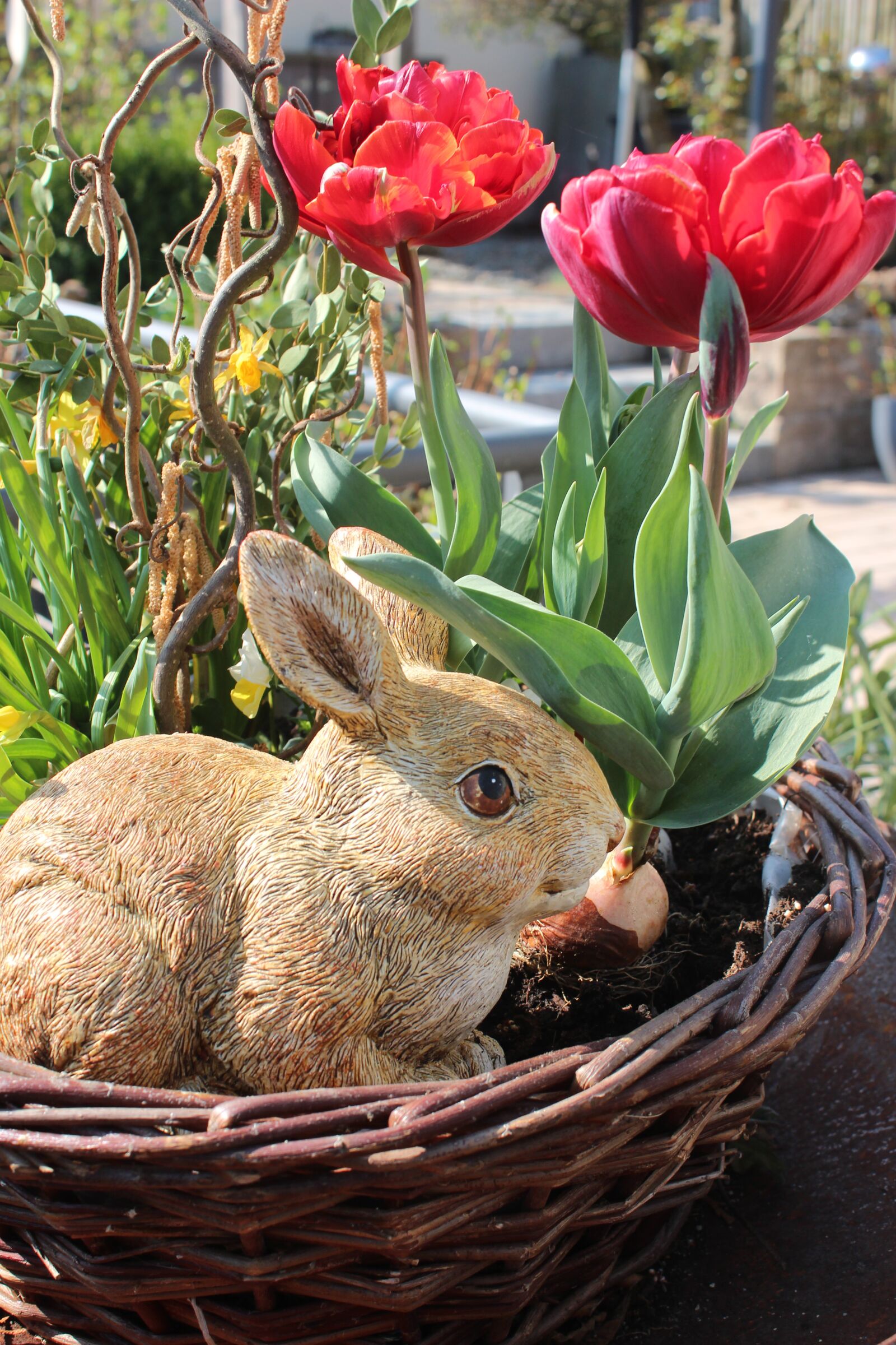 Canon EOS 650D (EOS Rebel T4i / EOS Kiss X6i) sample photo. Hare, flowers, spring photography