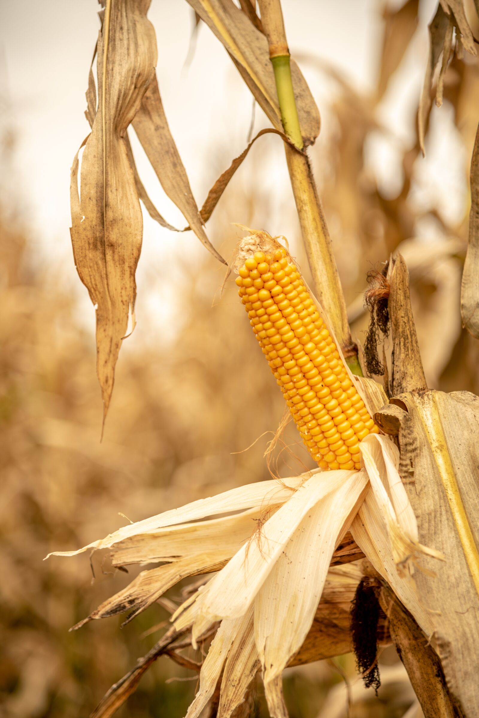 Nikon D750 sample photo. Corn, ripe, yellow photography