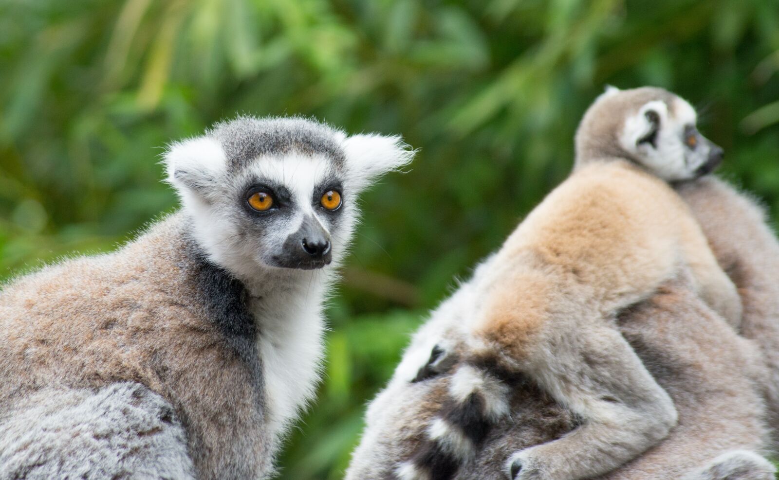 Nikon D610 sample photo. Ring tailed lemure, monkey photography
