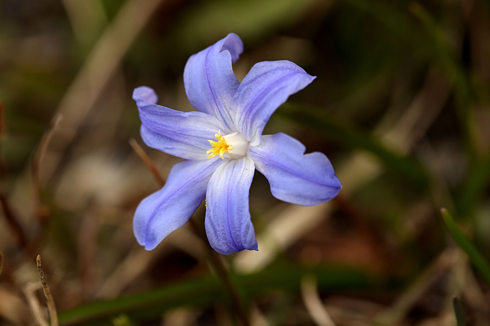 Canon EOS R sample photo. Flower, spring, nature photography