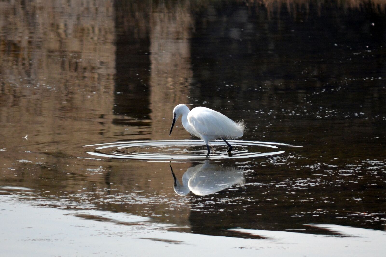 Nikon D5100 sample photo. Water, lake, nature photography