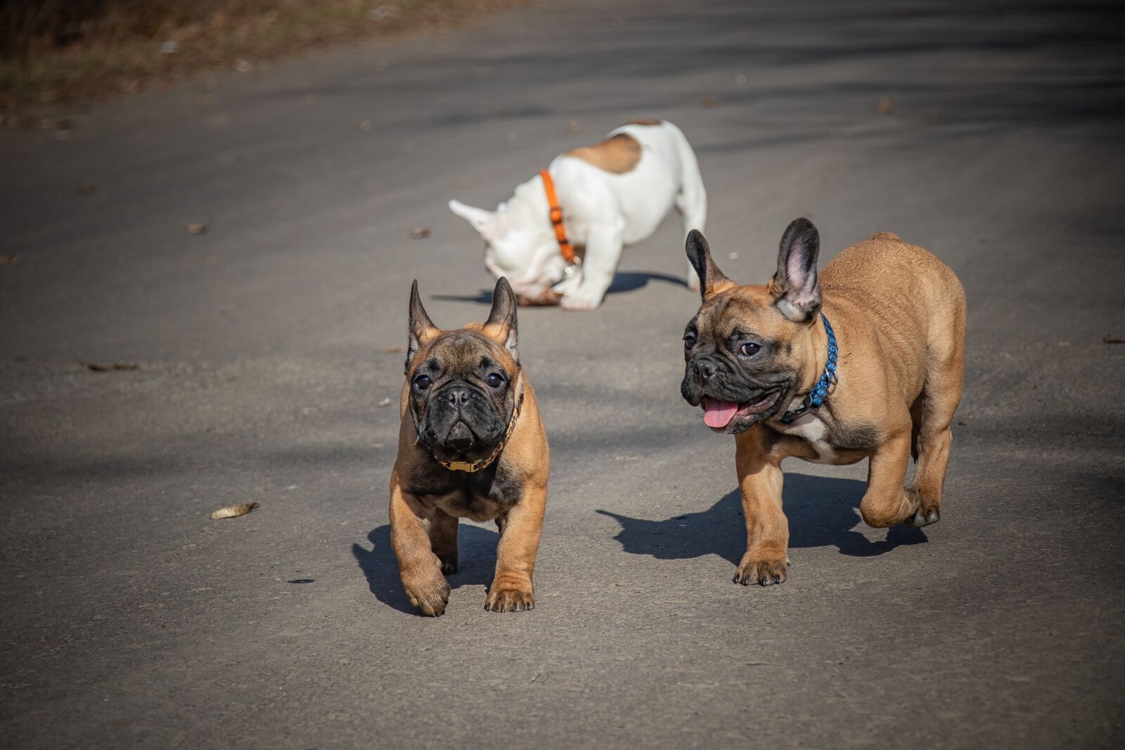 Canon EF-S 18-135mm F3.5-5.6 IS USM sample photo. French bulldog, funny, puppies photography