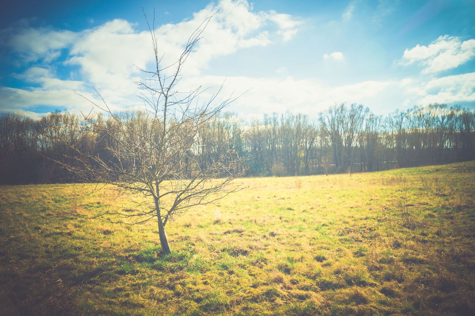 Sony DT 18-55mm F3.5-5.6 SAM II sample photo. Nature, sky, forest photography