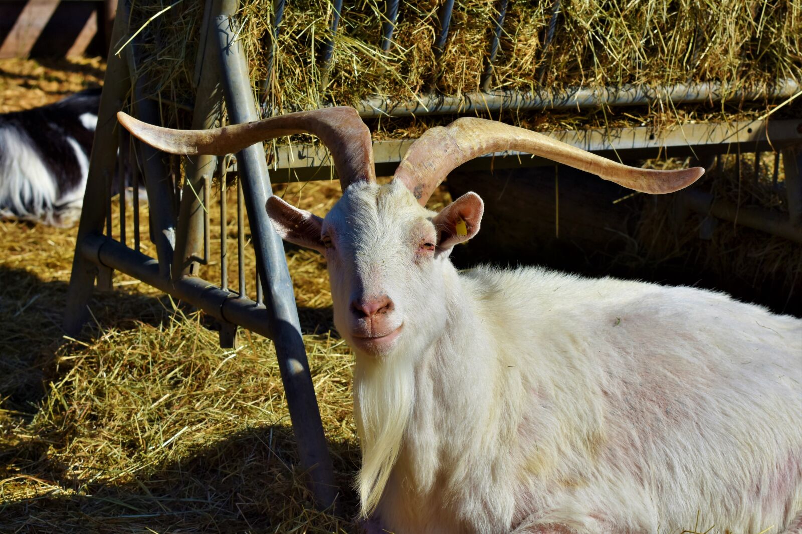 Nikon D7200 sample photo. Goat, billy goat, domestic photography