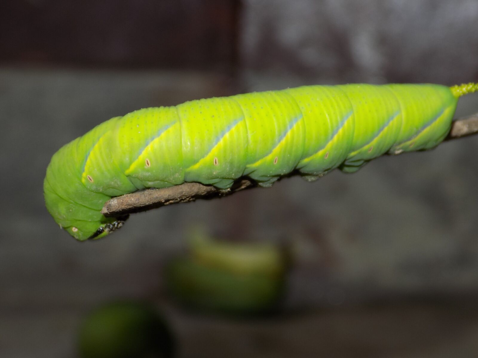 Nikon COOLPIX L340 sample photo. Green, insect, dark photography