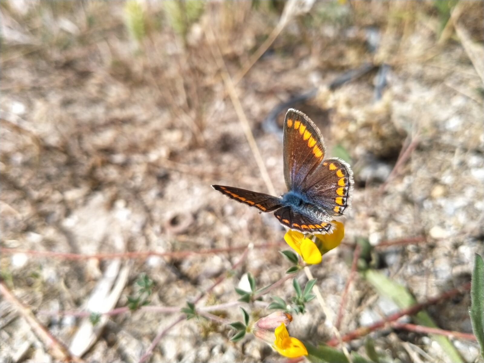 OPPO A5 2020 sample photo. Butterfly, nature, background photography