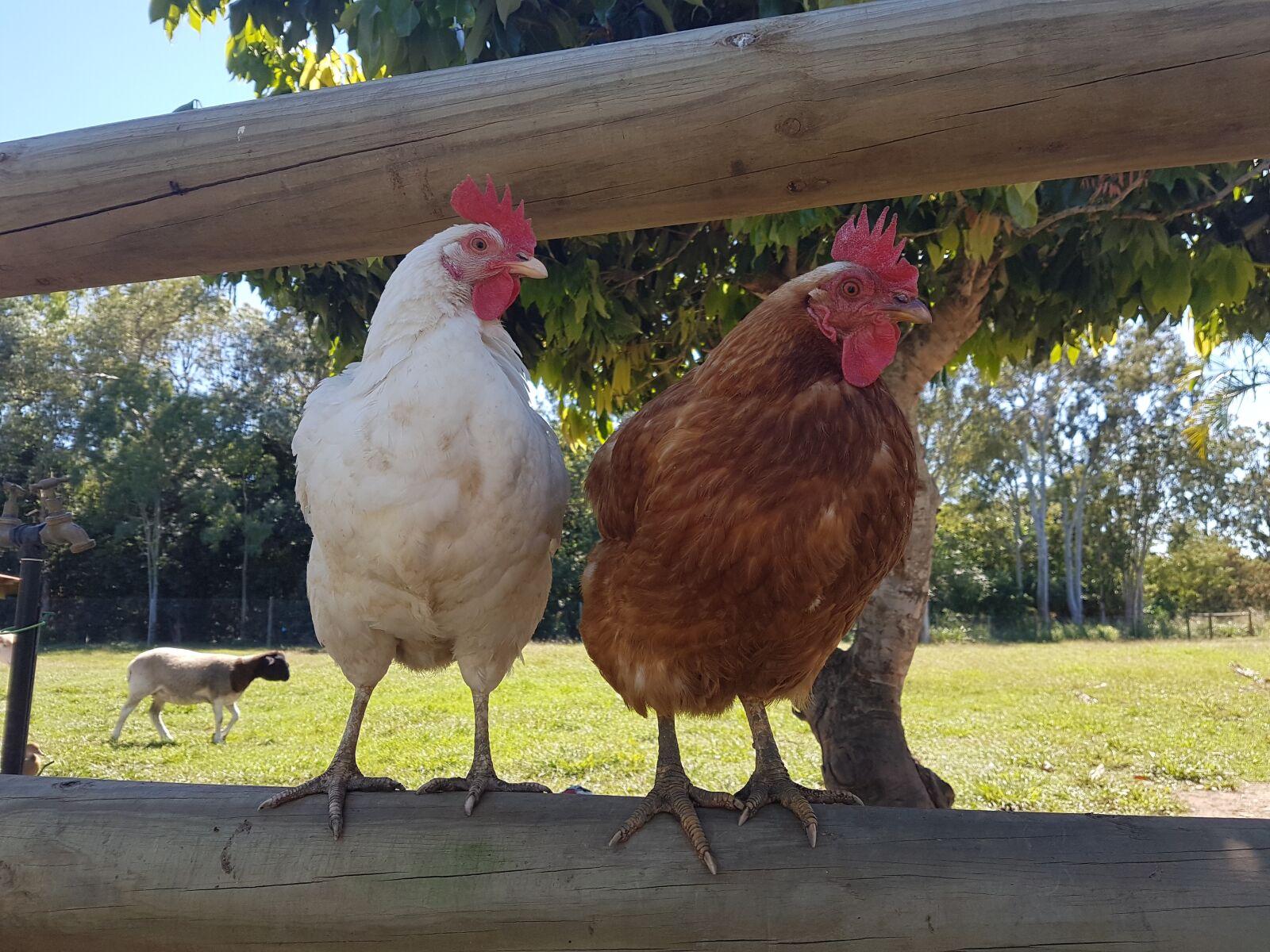 Samsung Galaxy S7 sample photo. Chickens, poultry, hens photography