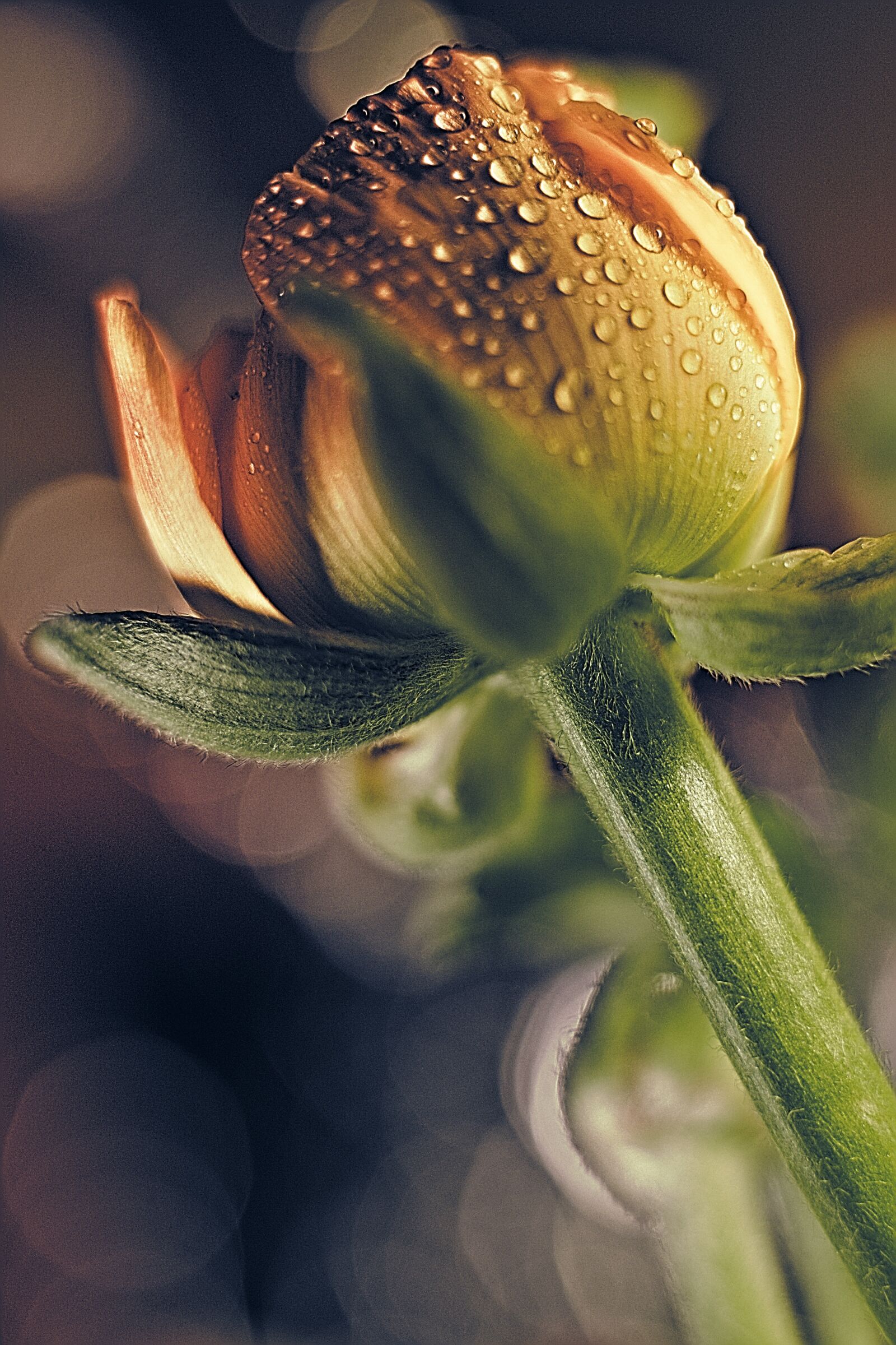Canon EOS 6D Mark II sample photo. Ranunculus, drip, dew photography