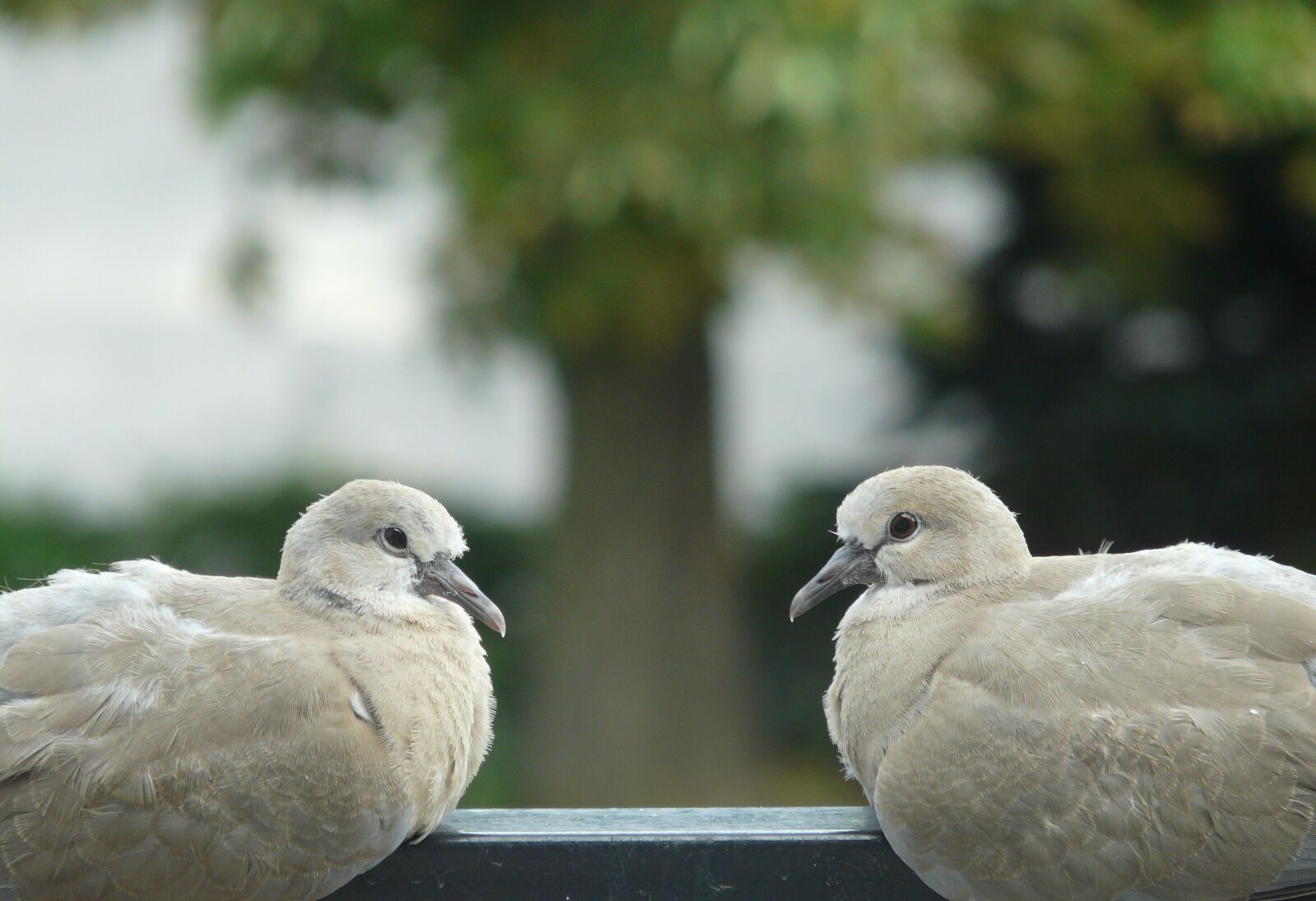 Panasonic DMC-FZ18 sample photo. Birds, pigeons, para photography