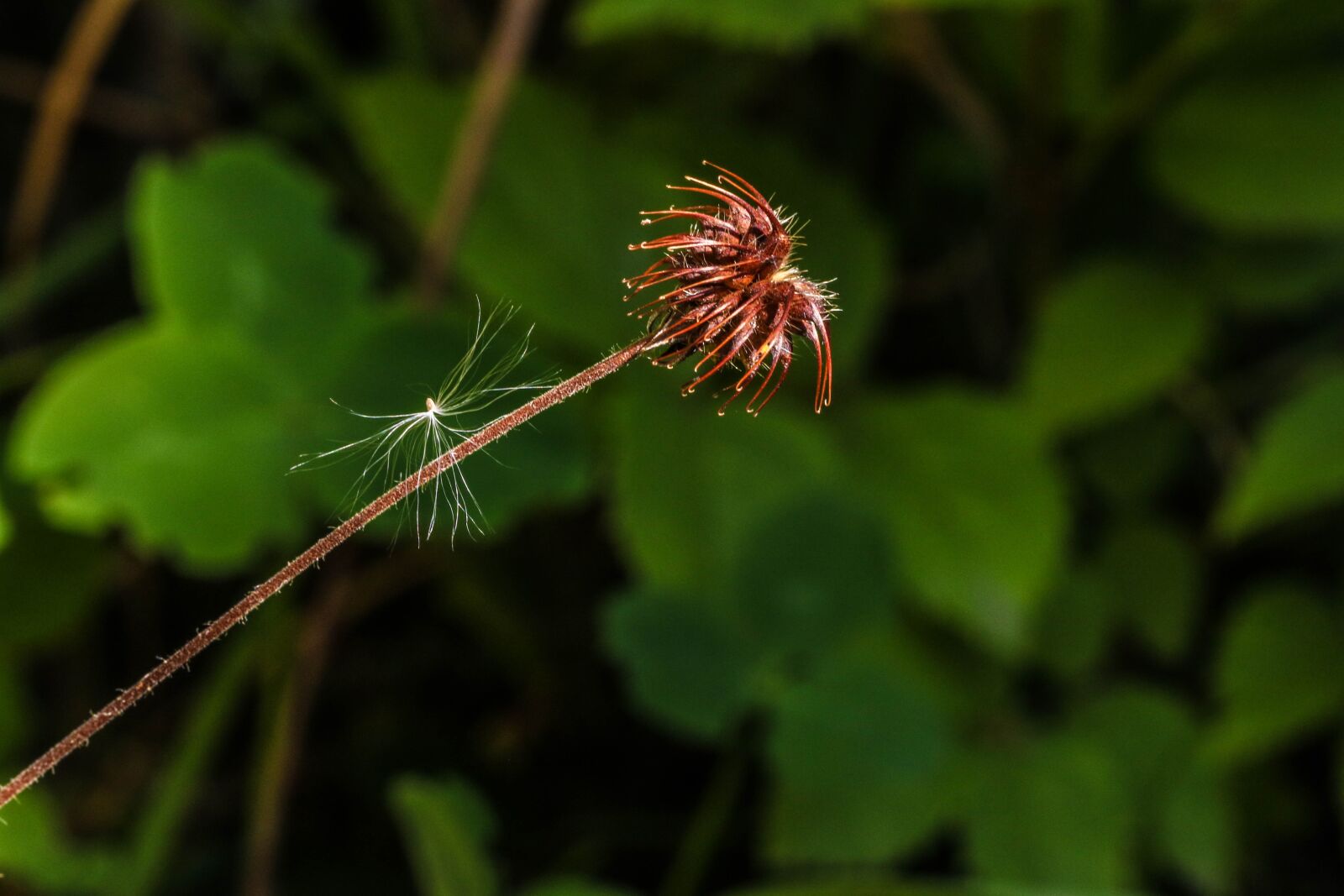 Canon EOS 7D Mark II sample photo. Wildflower, summer, nature photography