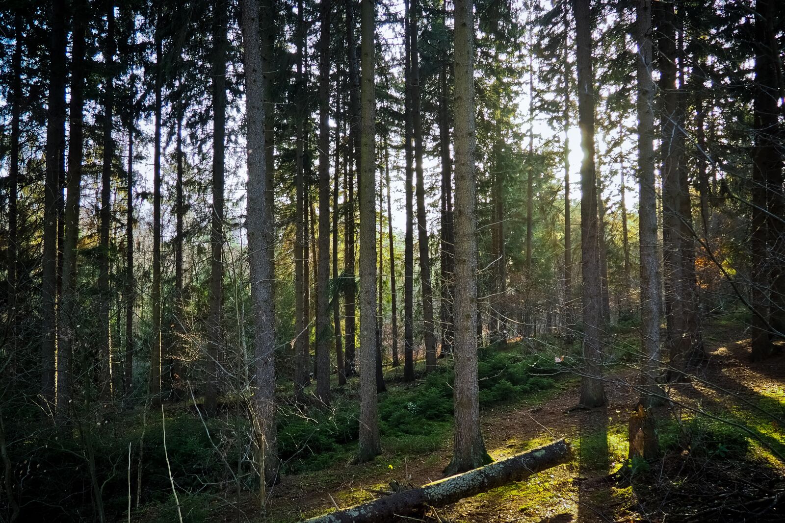 Olympus OM-D E-M10 sample photo. Forest, trees, nature photography