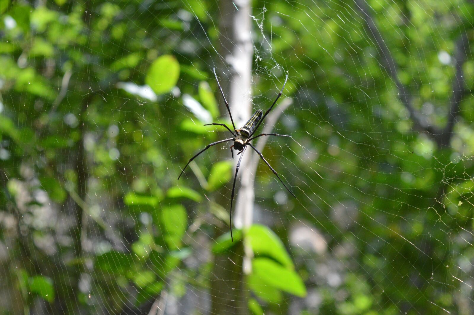 Nikon D3200 sample photo. Spider, thailand, poisonous spider photography