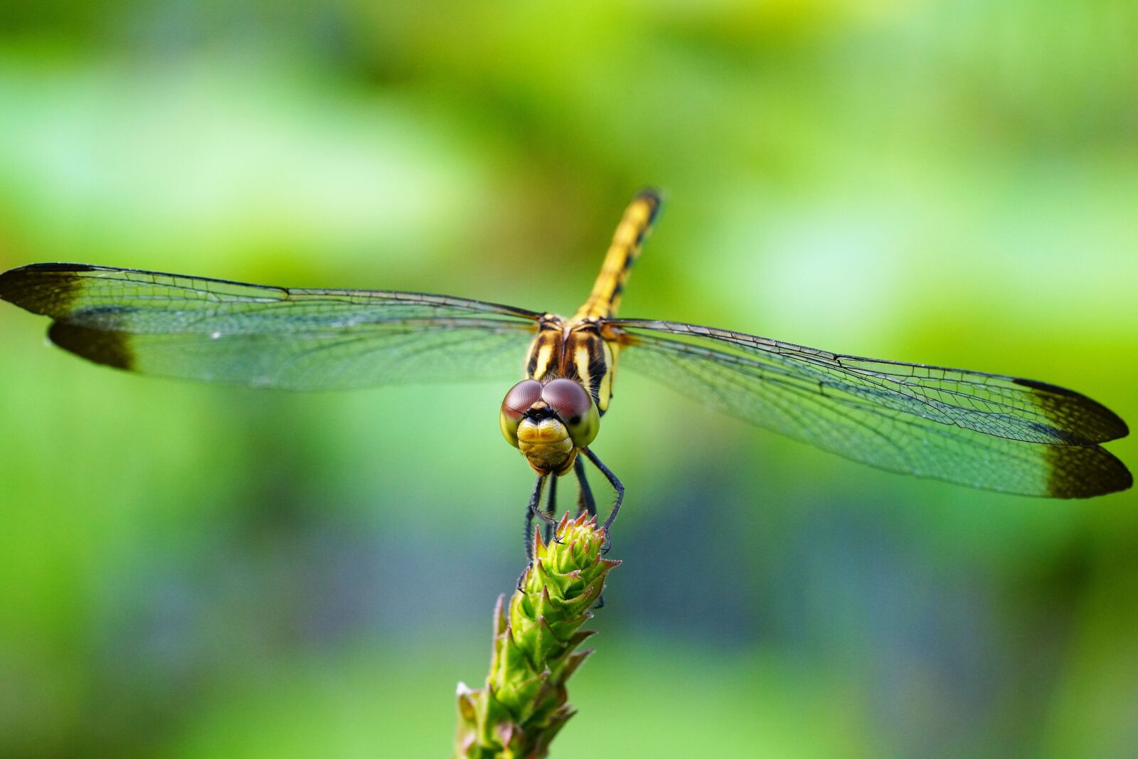 Sony a7R III + Sony FE 90mm F2.8 Macro G OSS sample photo. Dragonfly, insect, insects photography