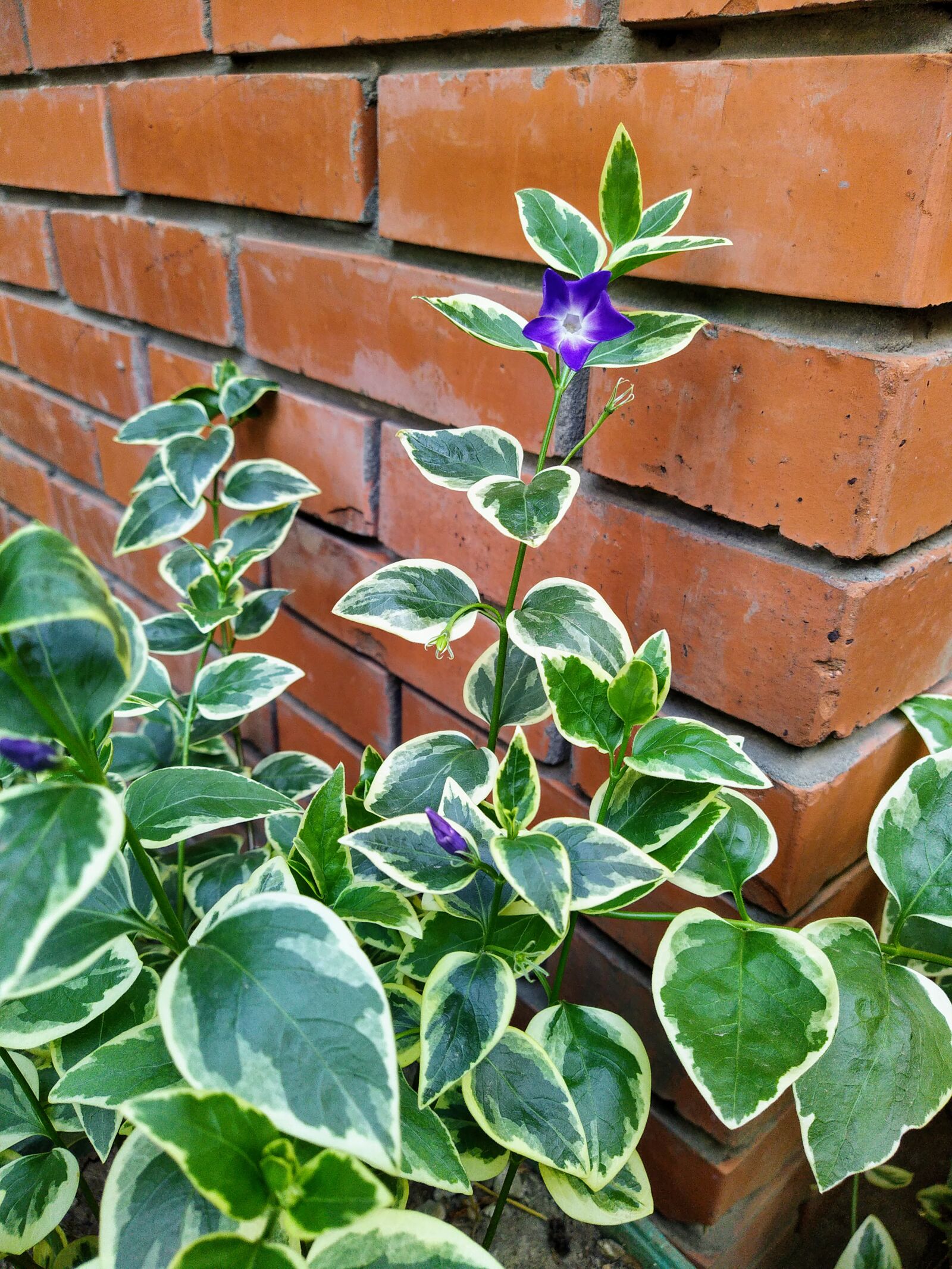 HMD Global Nokia 7.2 sample photo. Bindweed, leaves, green photography