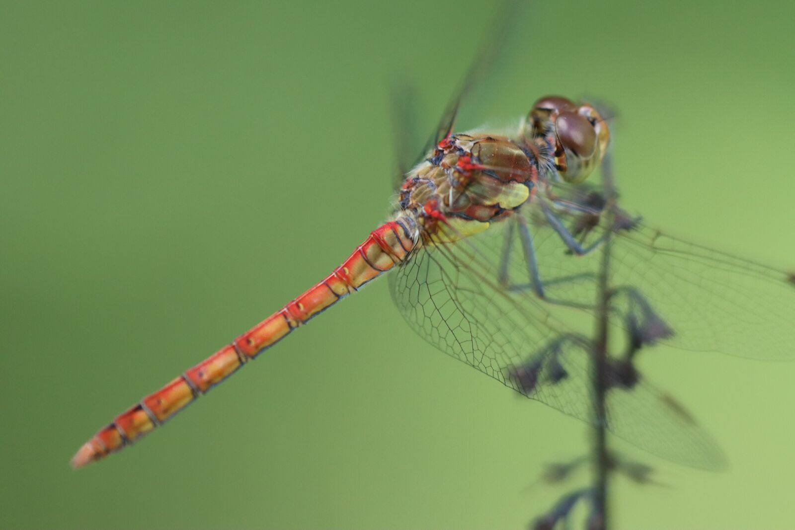 Canon EOS 90D sample photo. Dragonfly, orange, red photography