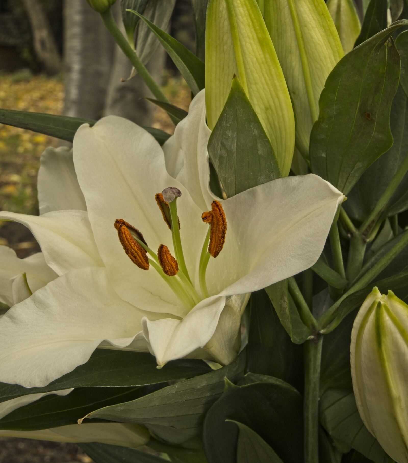 Sony a7 III + Sony FE 24-105mm F4 G OSS sample photo. Flower, lily, oriental lily photography
