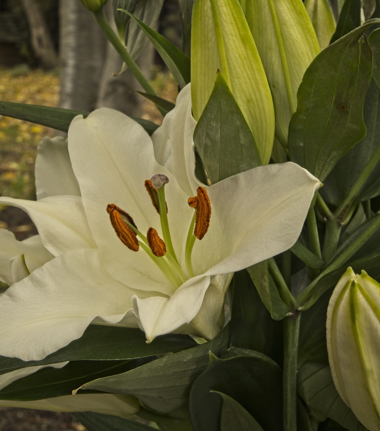 Sony FE 24-105mm F4 G OSS sample photo. Flower, lily, oriental lily photography