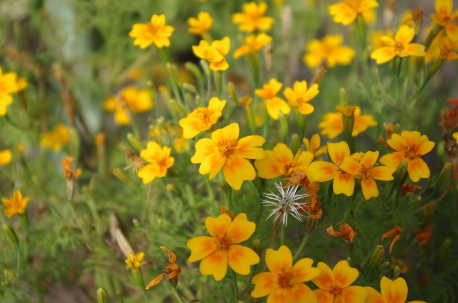 Pentax K-50 sample photo. Meadow, flowers, marigold photography