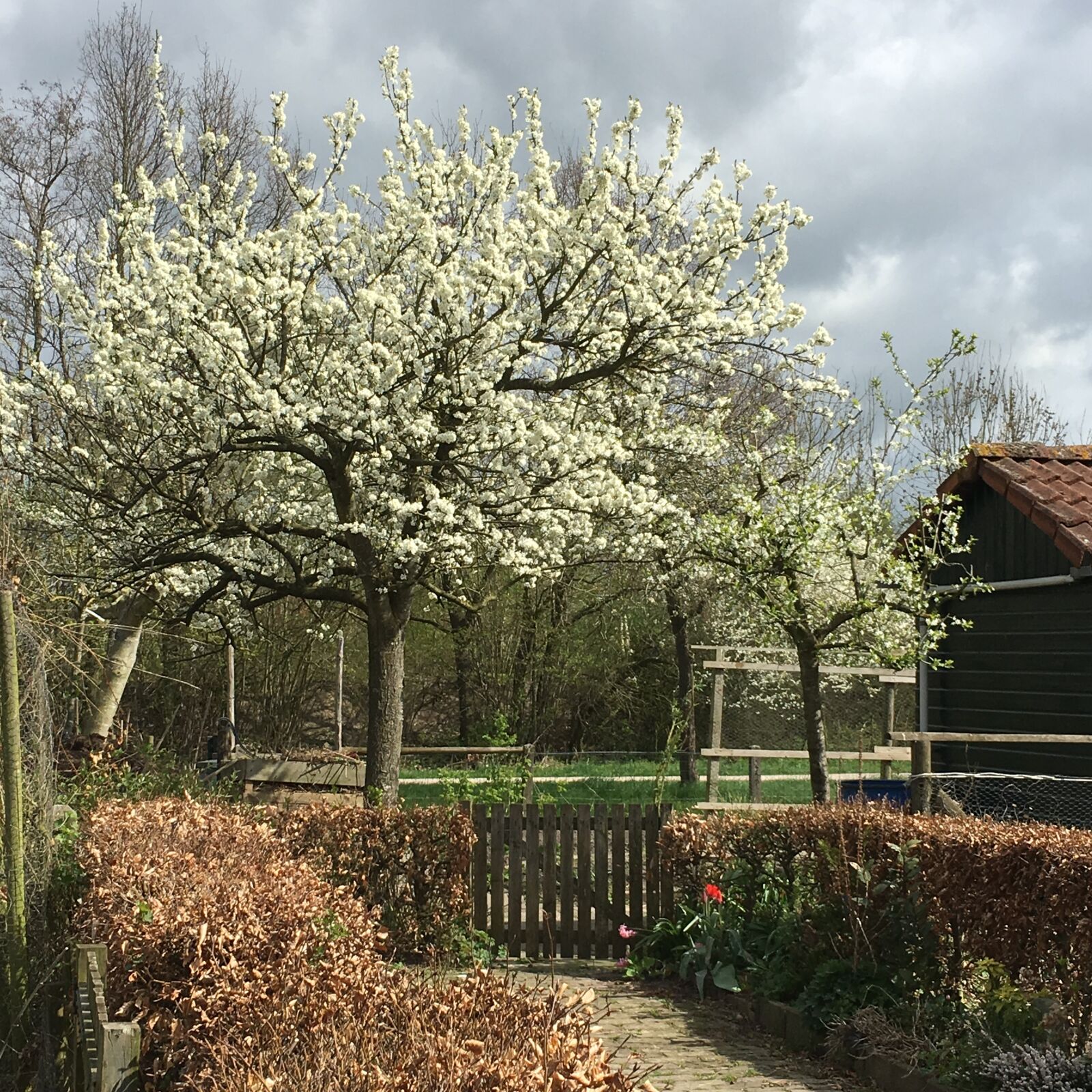 Apple iPhone 6s sample photo. Spring, blossom, tree photography