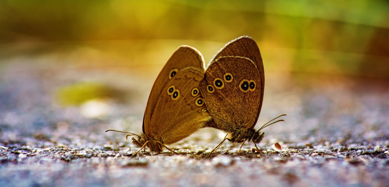 Canon EOS 750D (EOS Rebel T6i / EOS Kiss X8i) sample photo. Butterfly, pairing, pairs photography