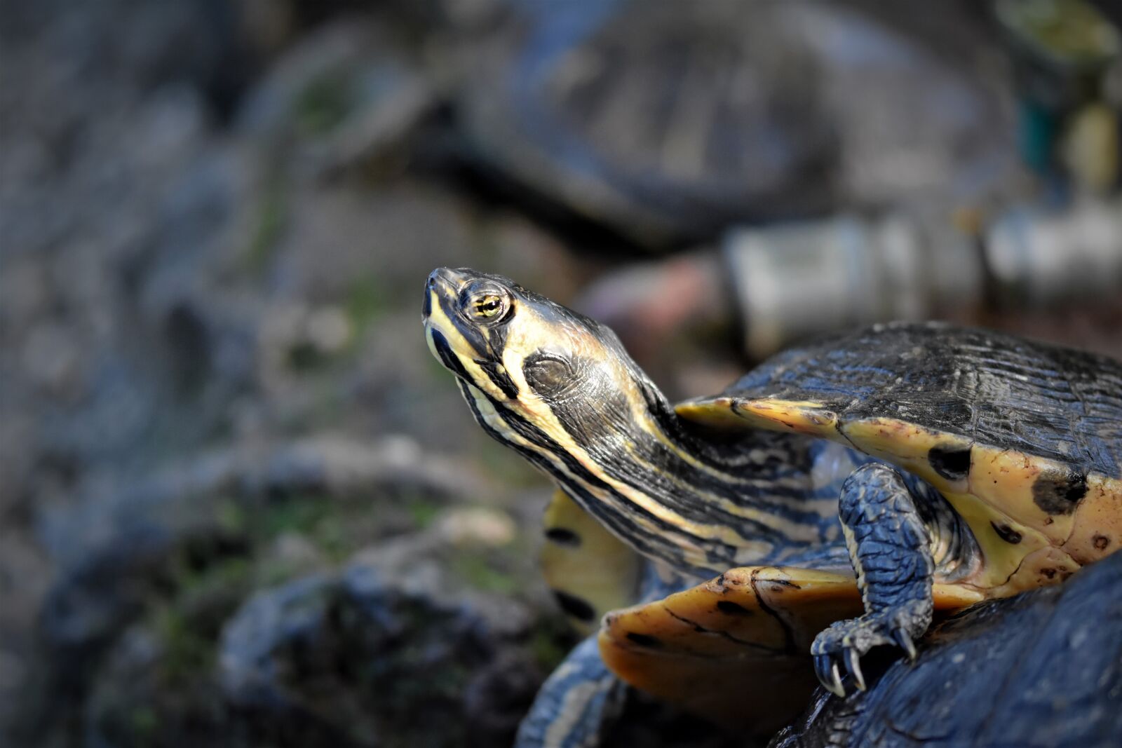Nikon D7200 sample photo. Turtles, reptile, tortoise shell photography