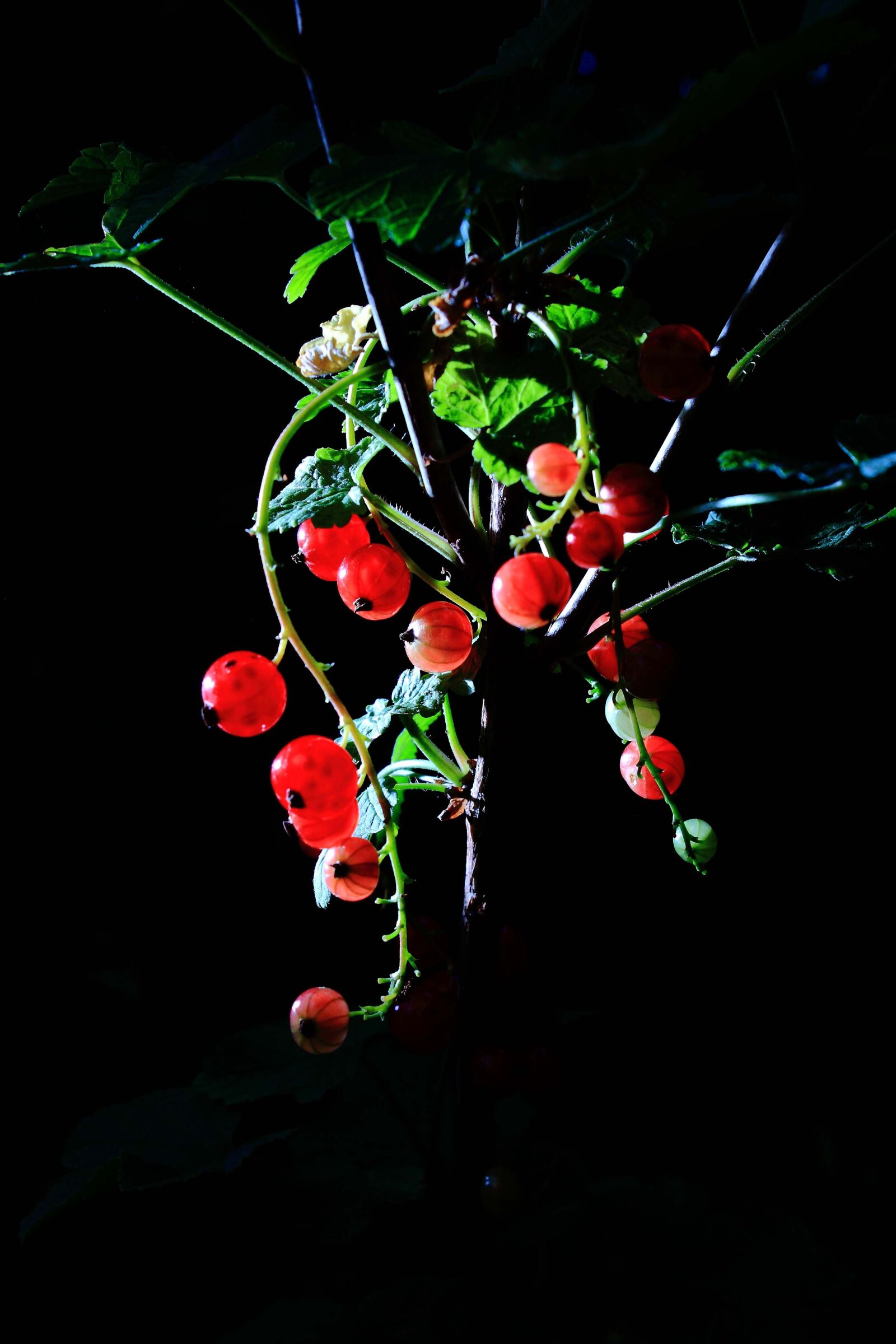 Canon EOS 500D (EOS Rebel T1i / EOS Kiss X3) sample photo. Berries, bush, fruits photography