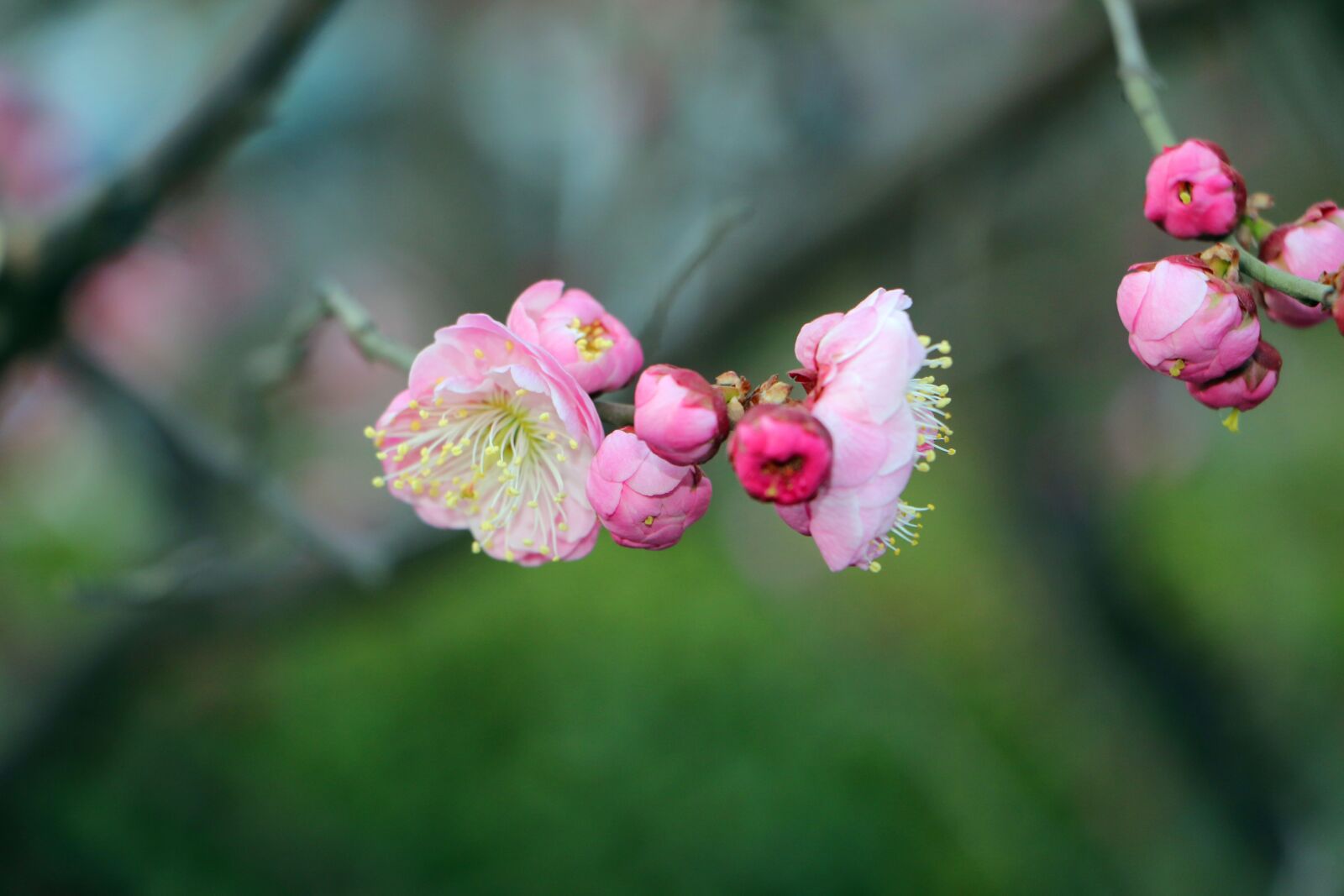 Canon EOS 70D sample photo. Natural, flower, close-up photography