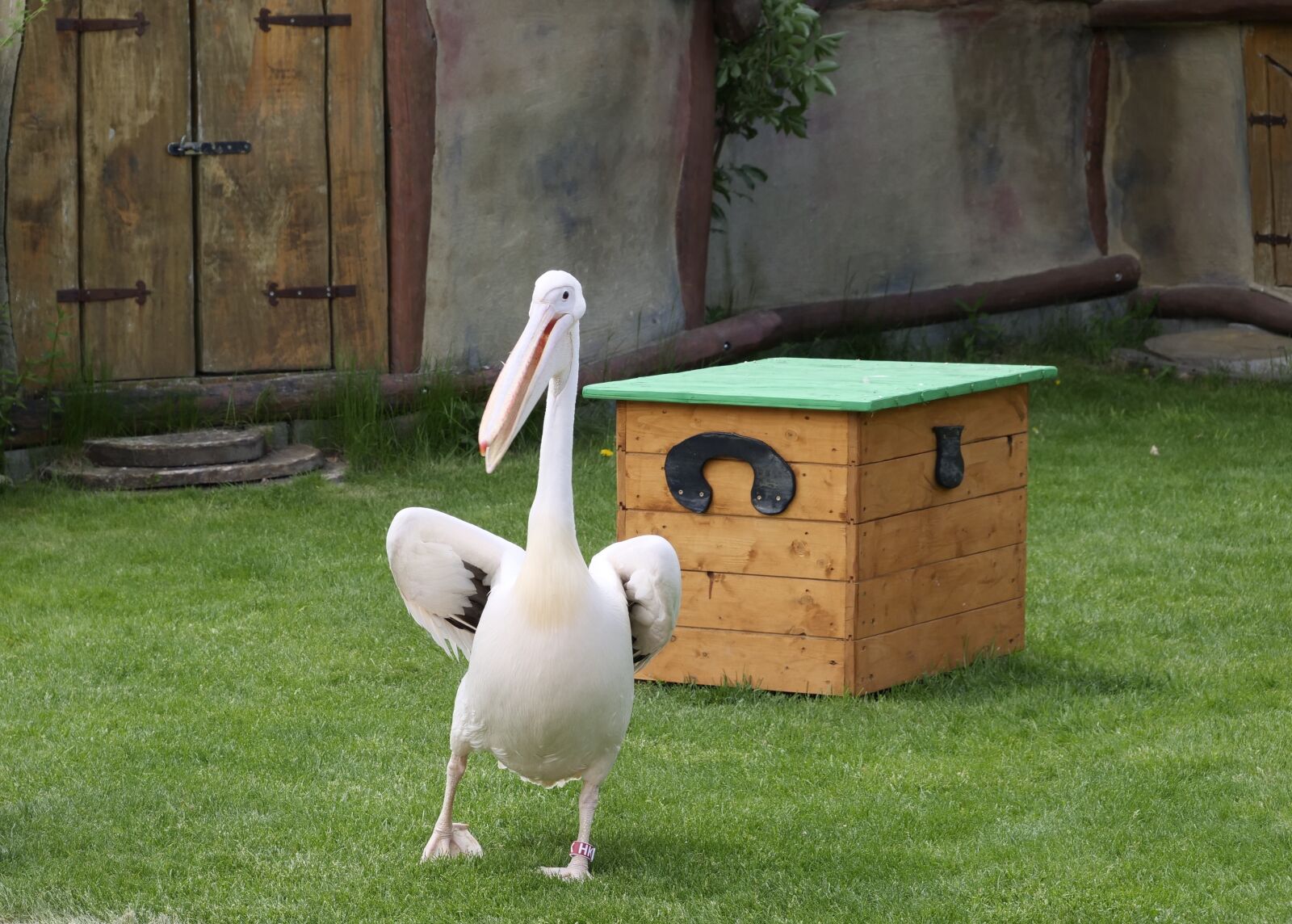 Panasonic Lumix DC-G9 sample photo. Pelikan, white pelican, animal photography