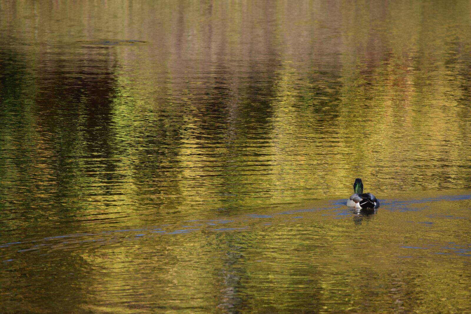 Nikon D3300 sample photo. Duck, pond, nature photography