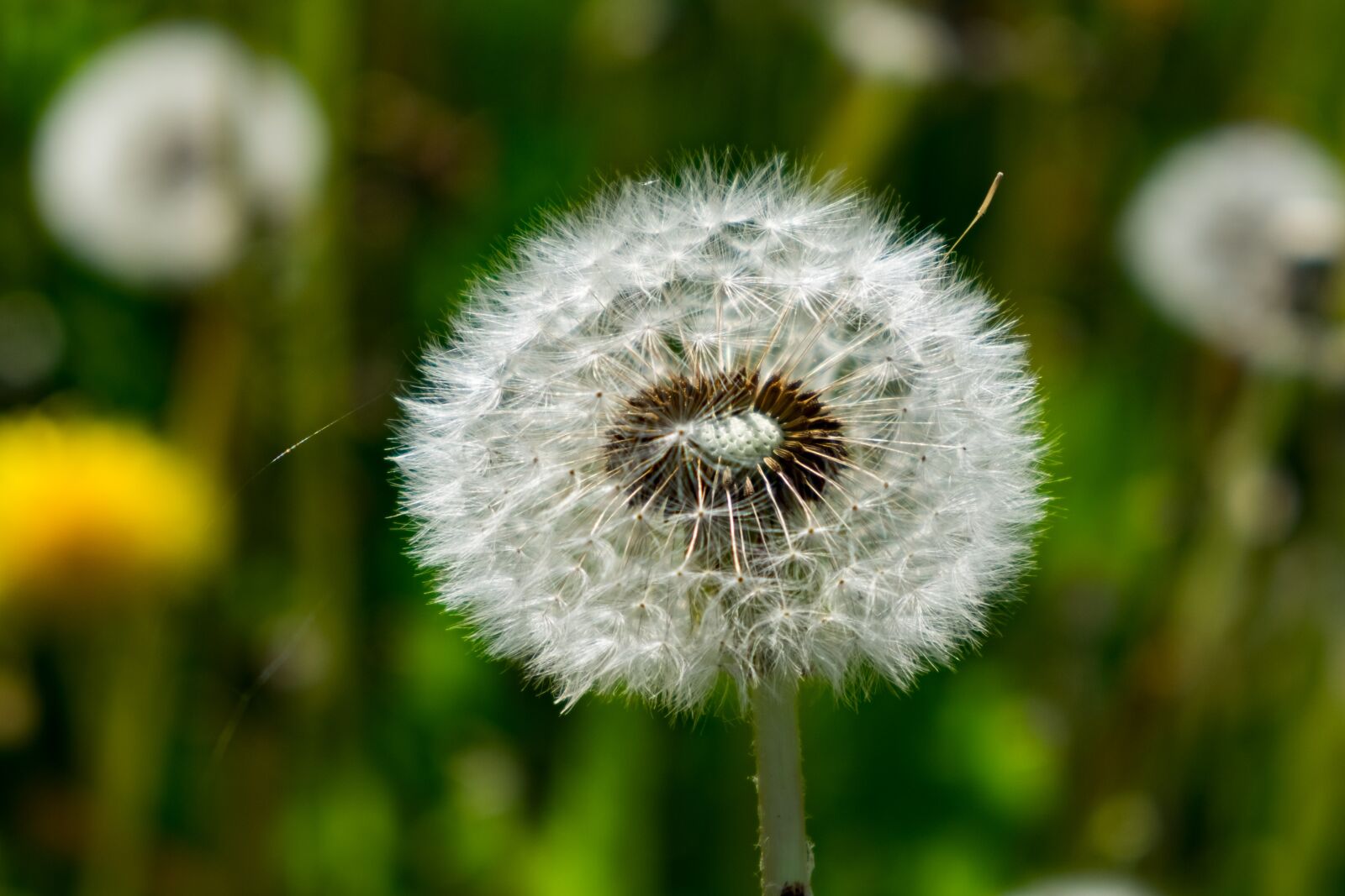 Fujifilm X-T10 sample photo. Nuns, sonchus oleraceus, doctor's photography