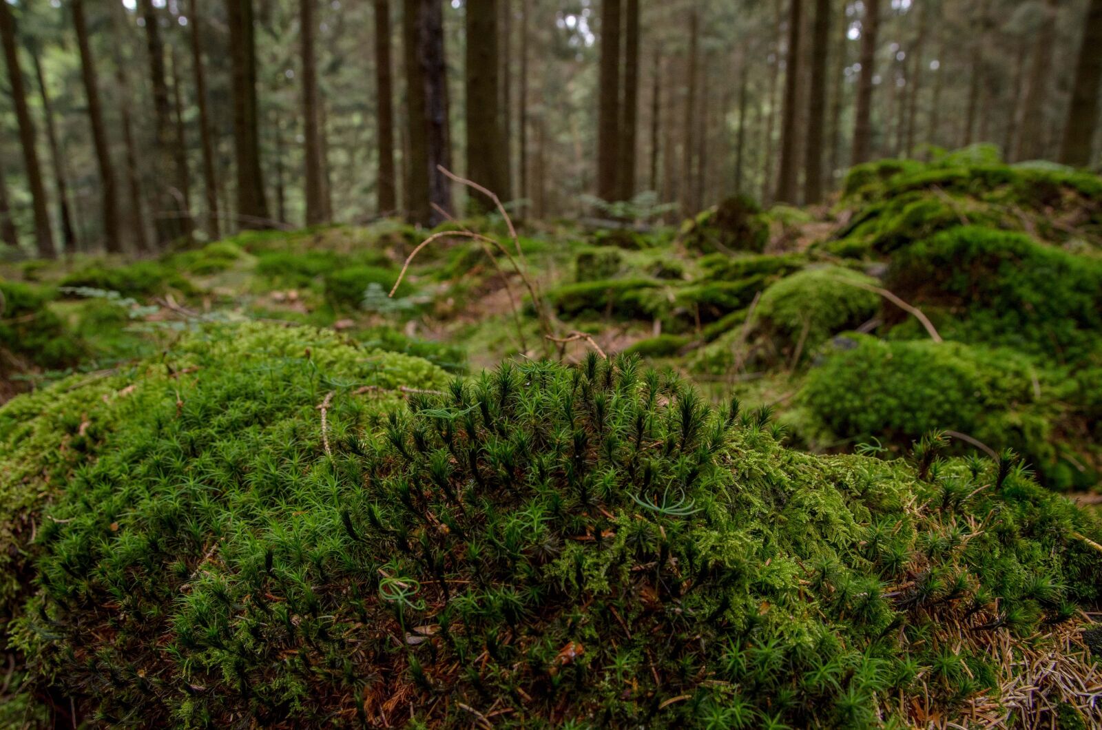 Nikon D7000 sample photo. Moss, forest, nature photography