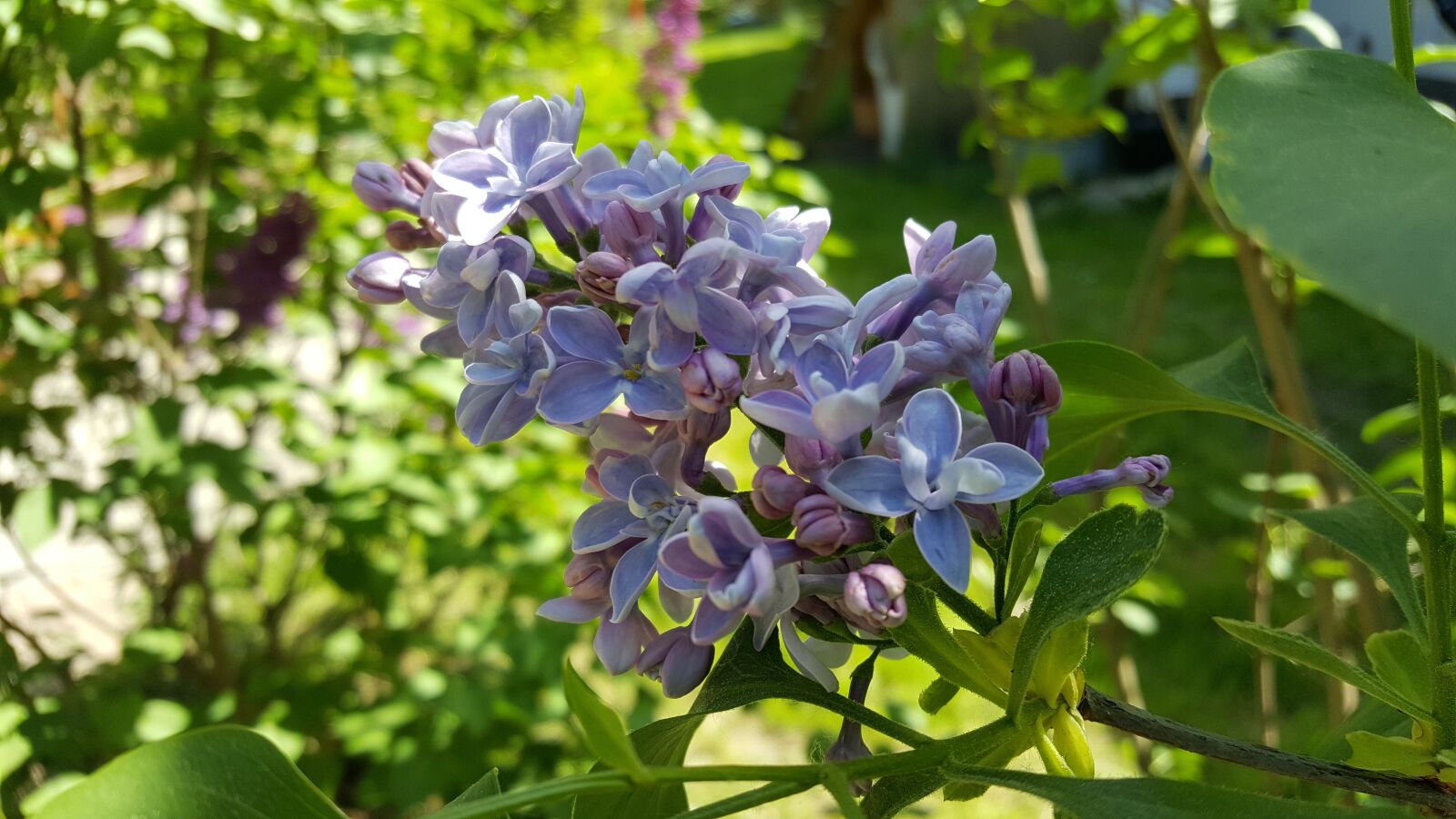 Samsung Galaxy S6 sample photo. Lilac, nature, plant photography