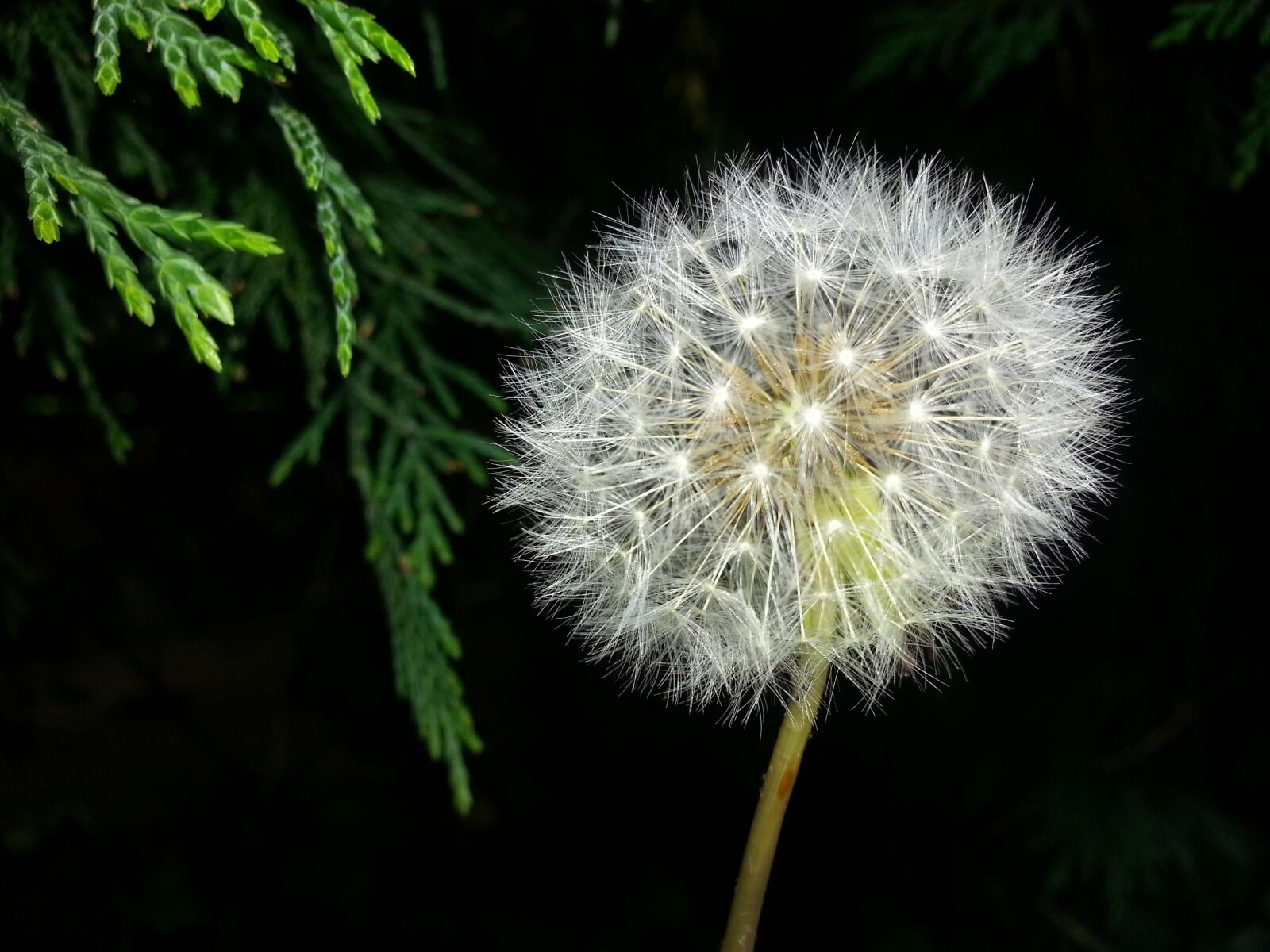 Samsung Galaxy S3 sample photo. Dandelion, time, nature photography