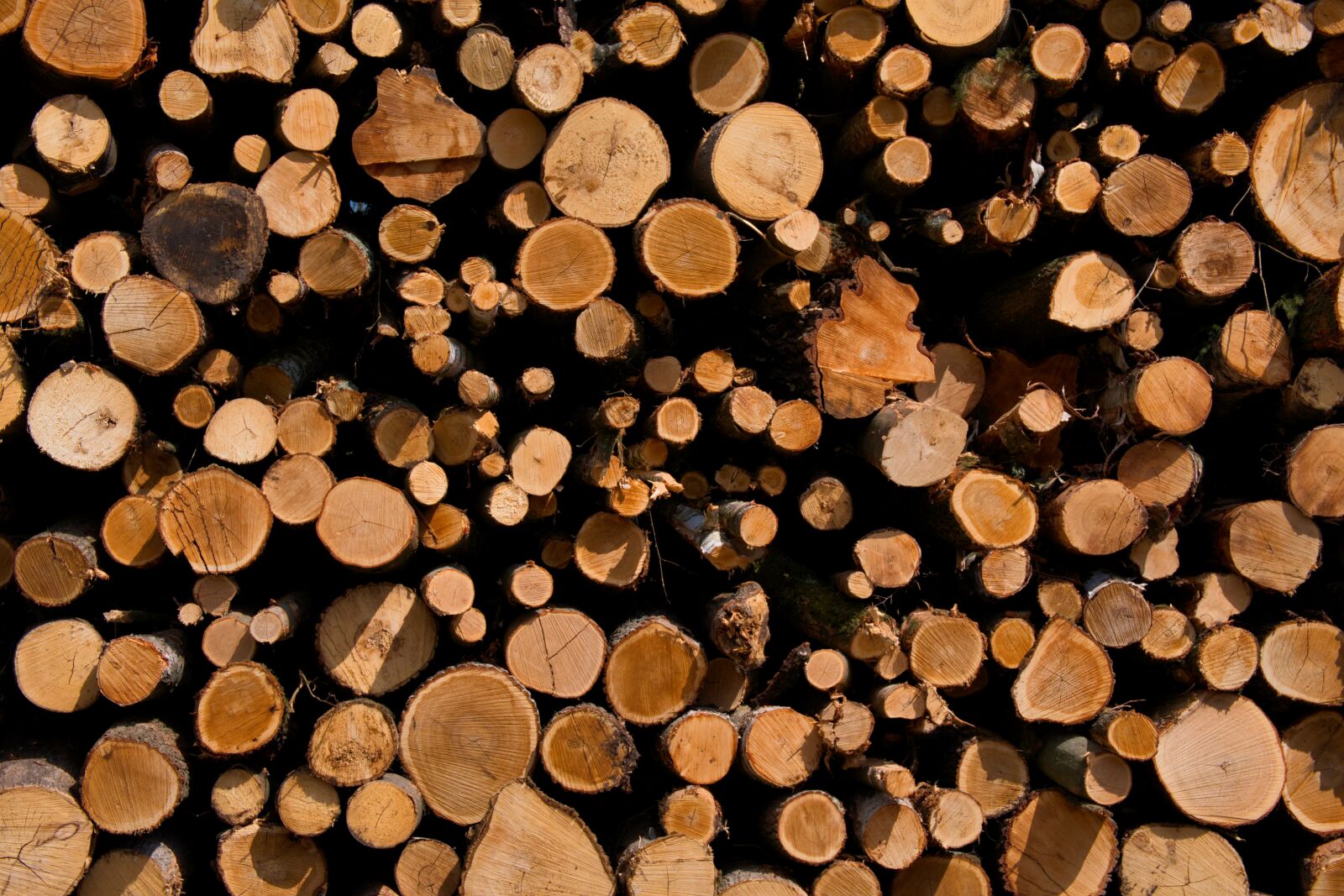 Fujifilm X-H1 sample photo. Wood, nature, deforestation photography