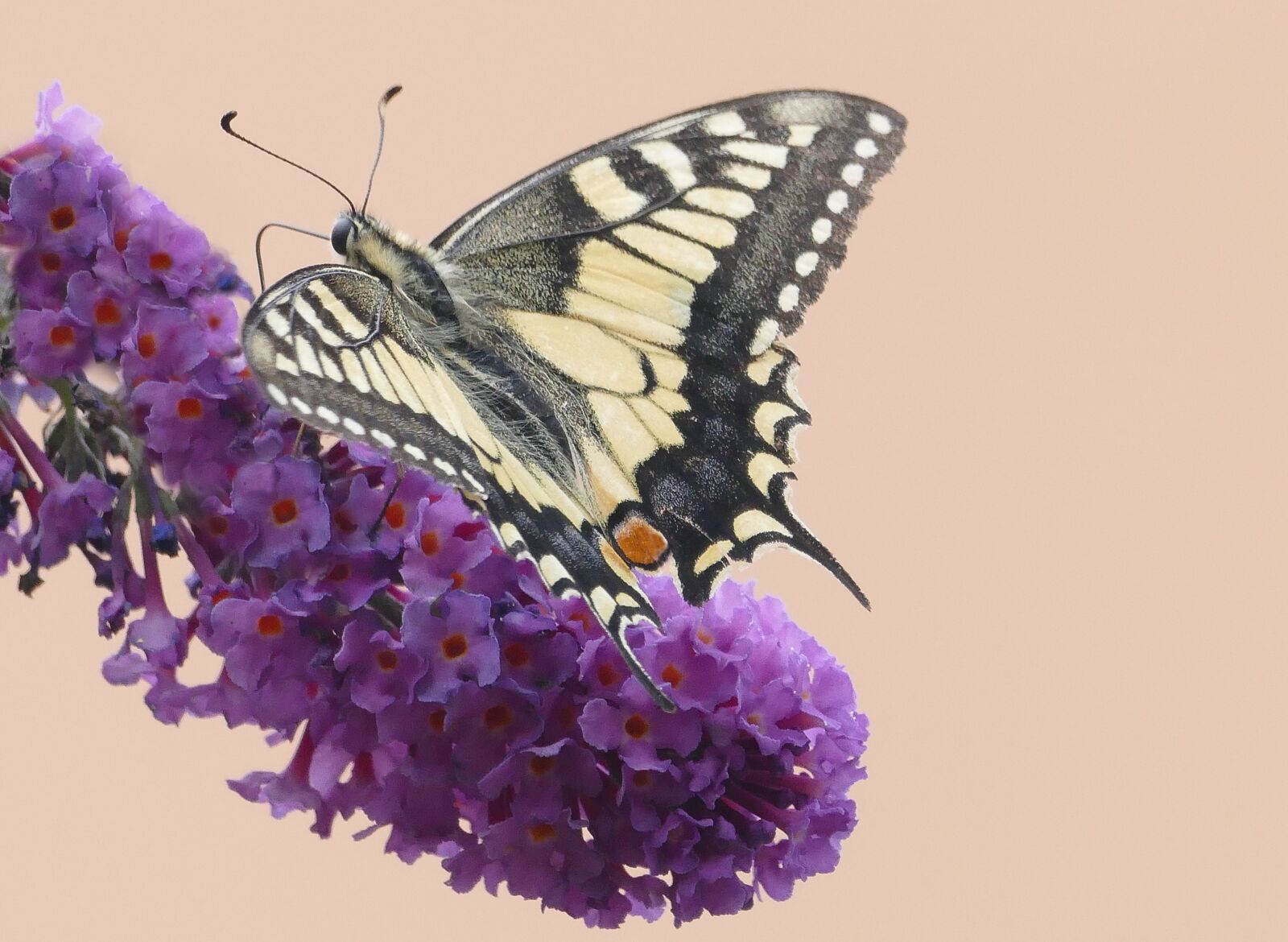 Panasonic Lumix DMC-FZ1000 sample photo. Butterfly, butterflies, swallowtail papilio photography