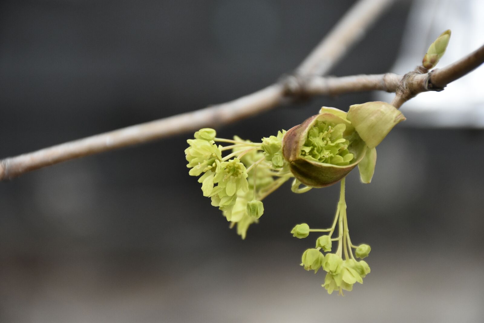 Nikon D7200 sample photo. Maple tree, spring, growth photography