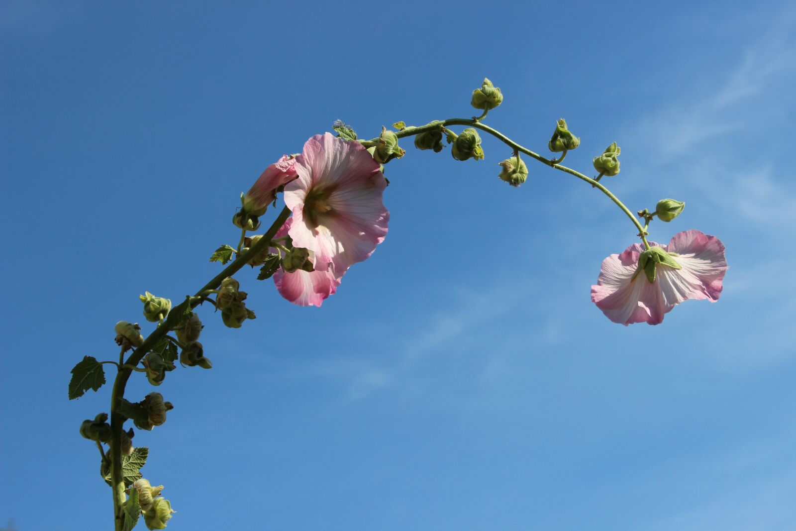 Canon EOS 600D (Rebel EOS T3i / EOS Kiss X5) sample photo. Stock rose, autumn, sky photography