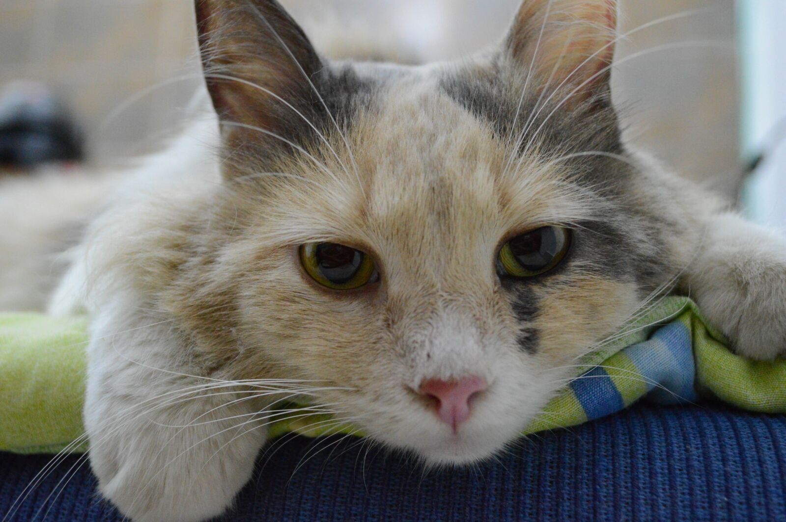 Nikon D3200 sample photo. Pets, animals, kitten photography