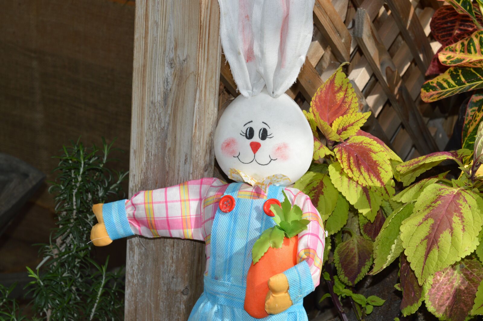Nikon D3200 sample photo. Rabbit, bunny, hare photography