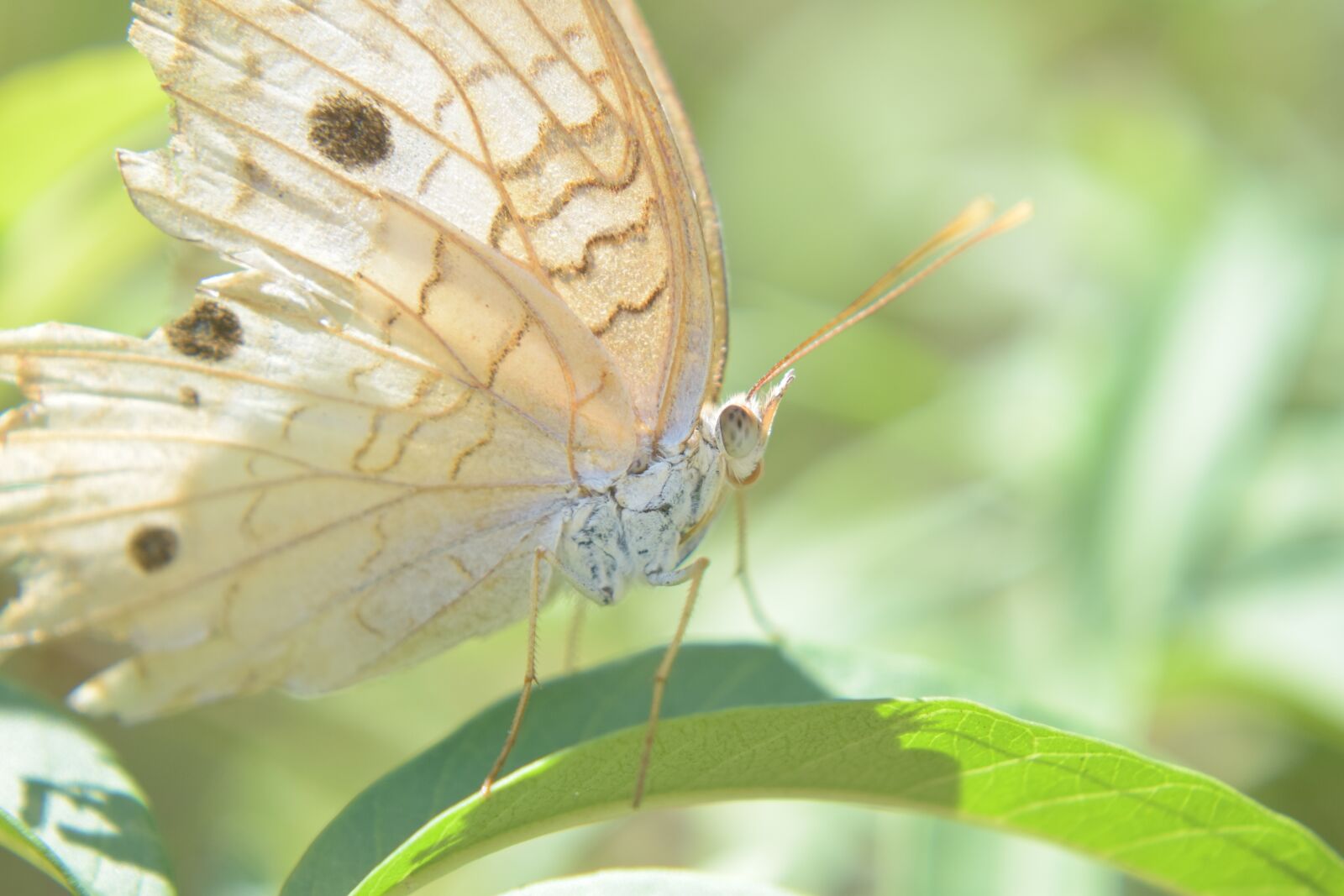 Nikon D5300 sample photo. Nature, plant, wings photography