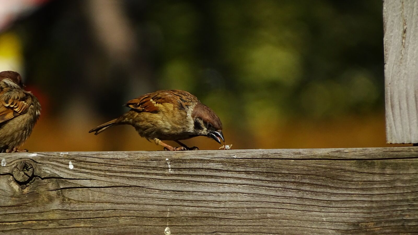 Sony Cyber-shot DSC-HX400V sample photo. Nature, new, wildlife photography
