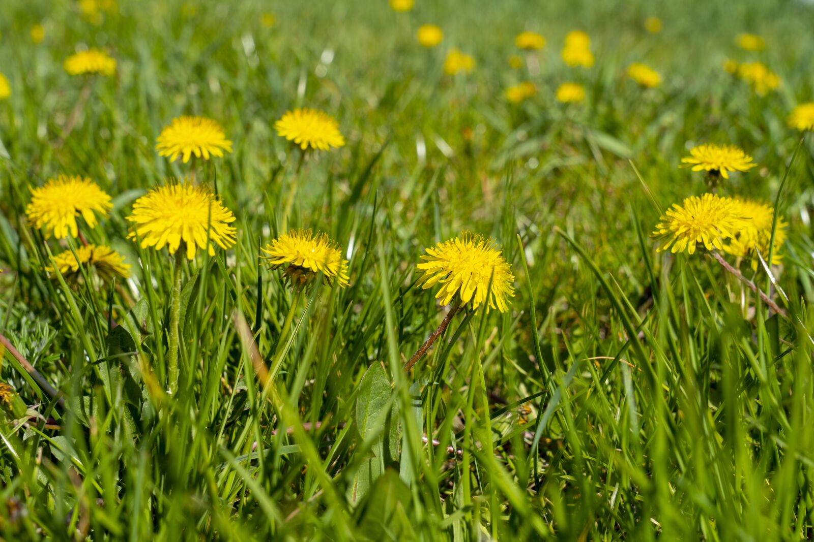 Sony a7 III sample photo. Dandelion, meadow, dandelions photography