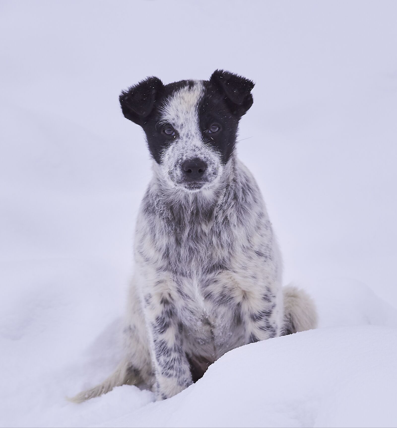 Canon EF 135mm F2L USM sample photo. Dog, snow, in winter photography