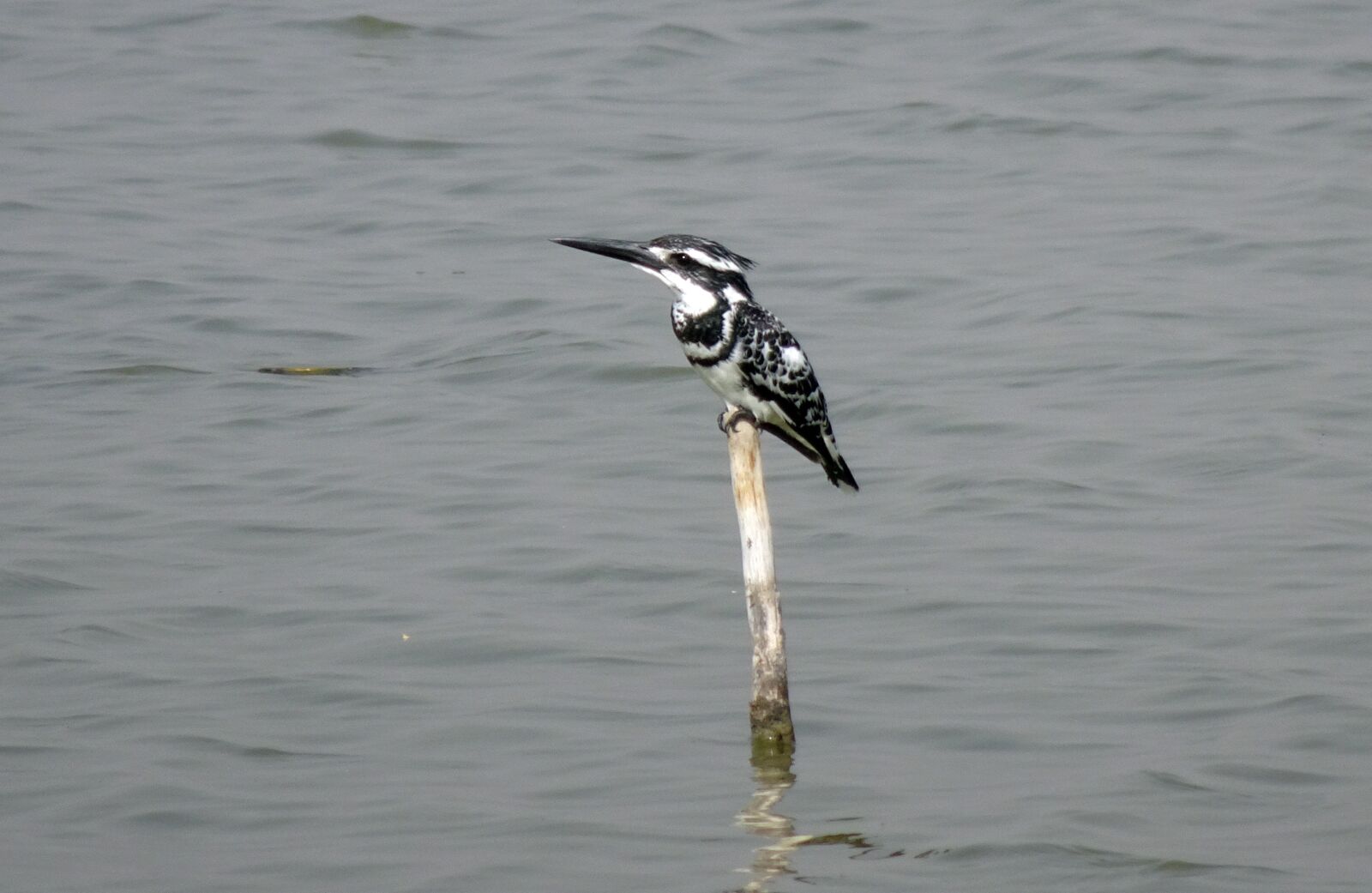 Sony Cyber-shot DSC-HX90V sample photo. Kingfisher, pied kingfisher, ceryle photography