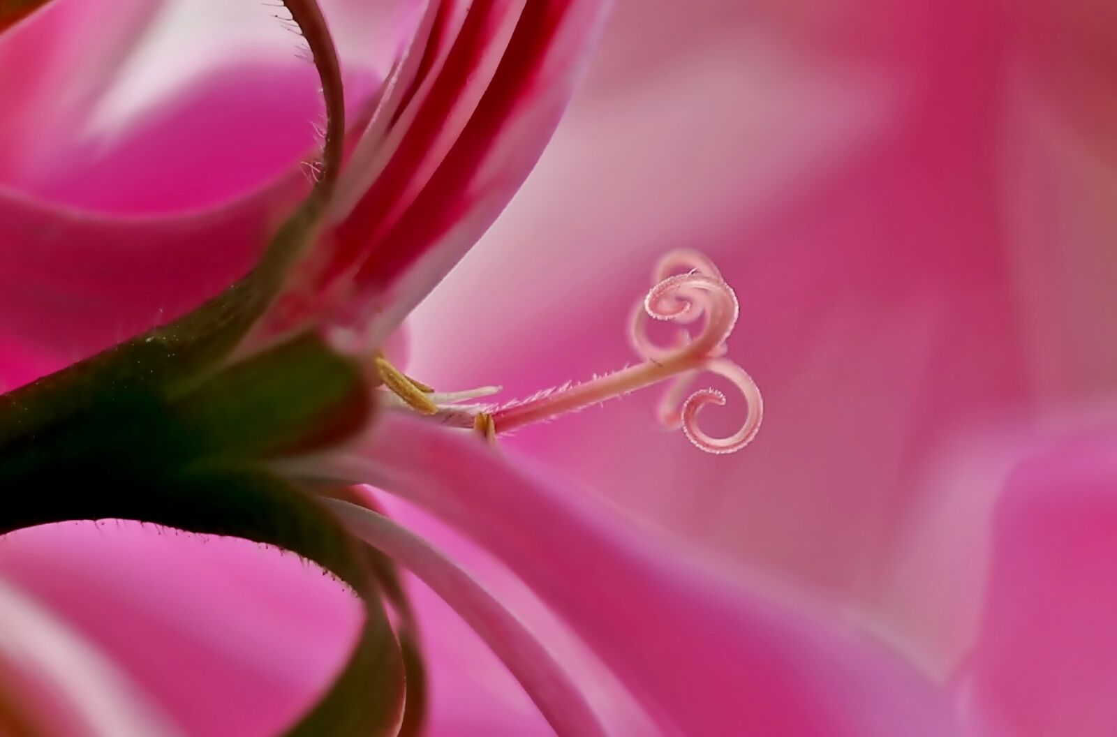 Olympus E-30 sample photo. Blossom, bloom, geranium photography